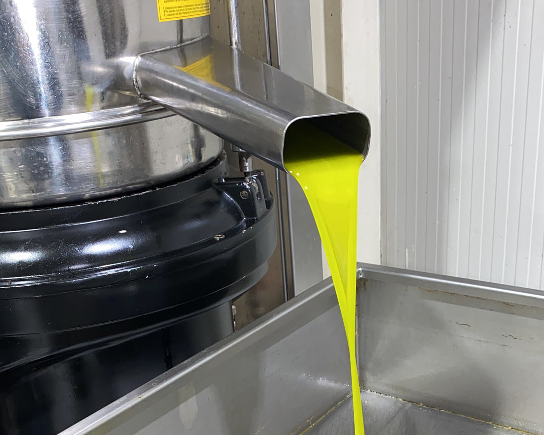 Olio extravergine appena spremuto