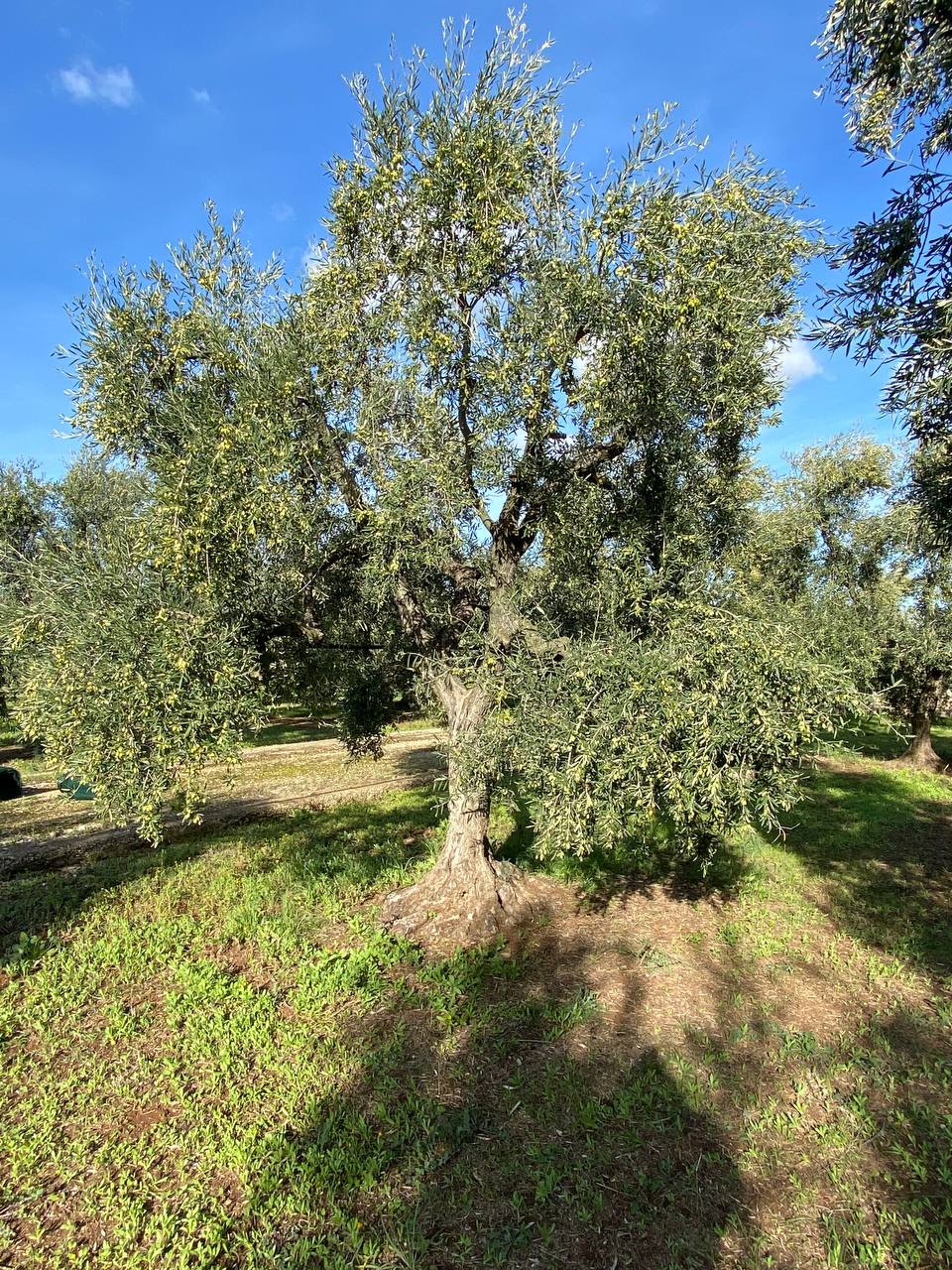 Uliveto di Coratina