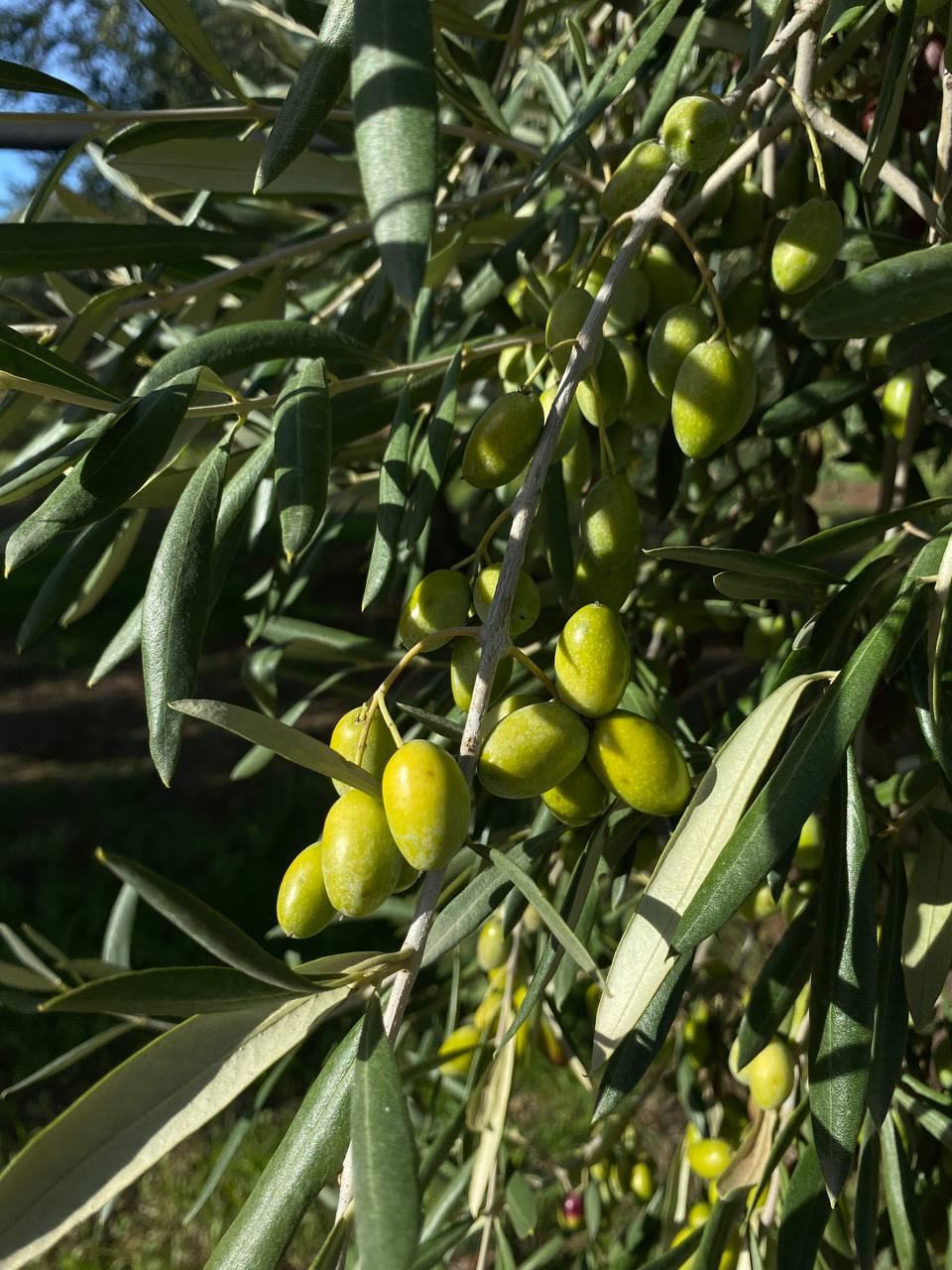 Texture dorata della Coratina